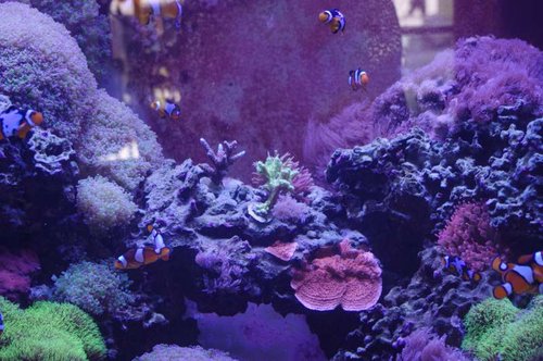 Et billede af acropora blue stag horn, hydnophora "super gren" og en sten med en rød og en grøn seriatopora hystrix
