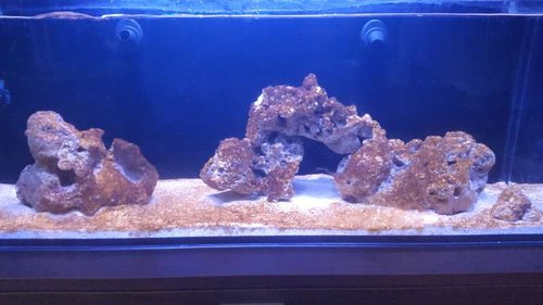 Algae Attack..
