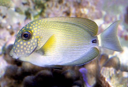 Der er samme historie med Acanthurus maculiceps, som der var med A.fowleri. Den røg også til parasitter efter den var kommet hjem til Thomaas. Den har jeg også et nyt eksemplar gående af. Stor og flot.