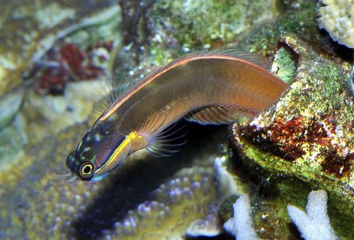 Ecsenius stigmatura var også en plejefisk. Sød lille fyr, der levede i et rør fra en død kalkrørorm.