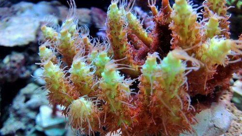 Acropora "Pink lemonade". Denne har jeg fundet og håber på at få et fragment i løbet af 2017.