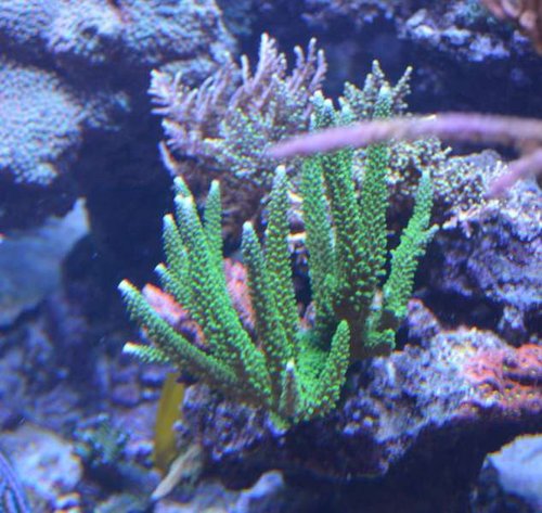 Acropora yongei "Bali Slimer"