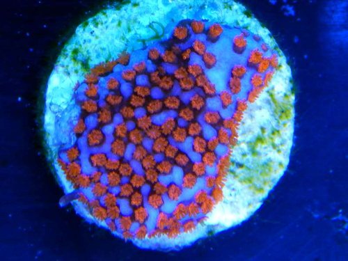 Montipora danae "superman"
