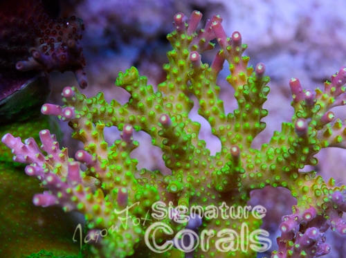 Acropora "Paletta pink tip stag"