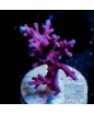 Acropora carduus - "UC true red dragon"