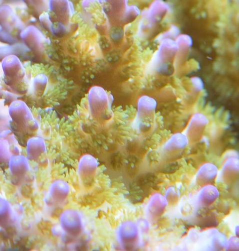 Acropora spec. "CS ganloese" close up<br />Foto: Charlie saltvand