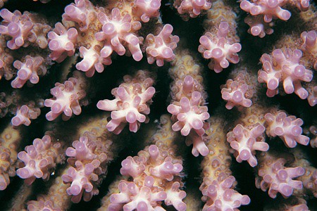 Til at begynde med tager vi et billede af den originale Acropora microclados.<br />Her en vild fra Great barrier reef.