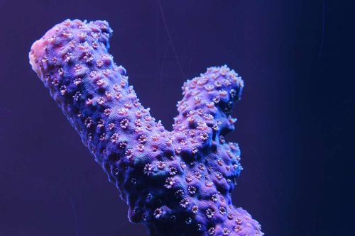 30646778104_5cf1ef269f_o.jpg