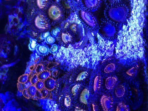 Mere zoa
