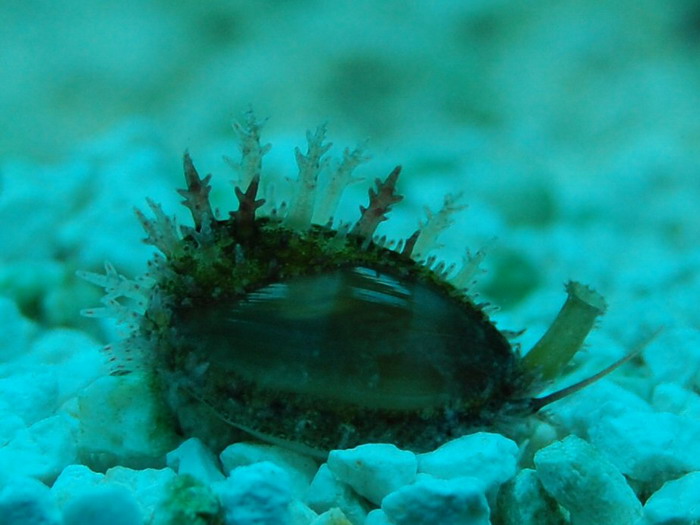 snegl 1.jpg