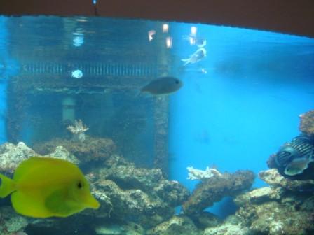 Chromis.jpg