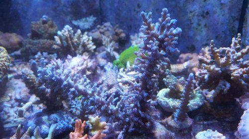 Acropora echinata "bottlebrush" vild. Muligvis "ice fire".
