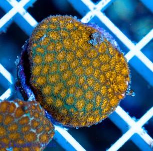 Leptastrea Spec. "bicolor" V2