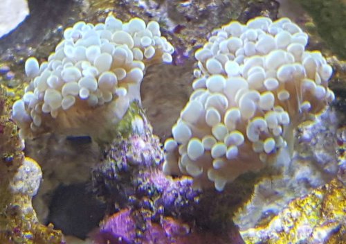 LPS 20170713_160656.jpg