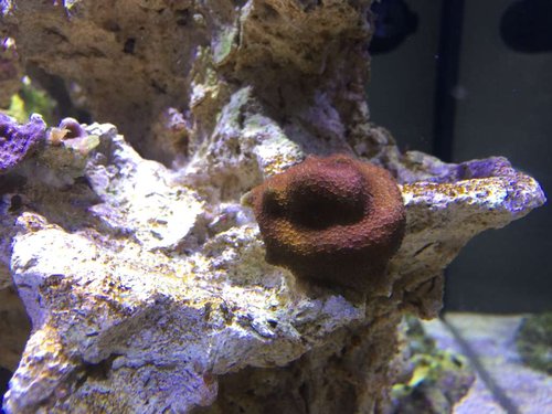 Eneste SPS der ikke ser skidt ud, ukendt Montipora