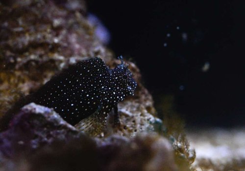 salarias ramosus