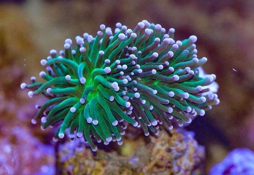 grøn euphyllia torch