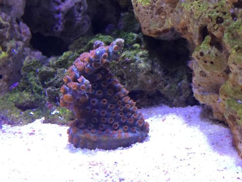 Cyphastrea decadia