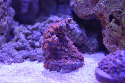 Cyphastrea decadia.
