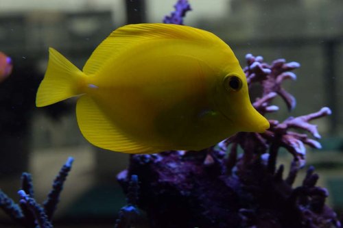 fisk9.JPG