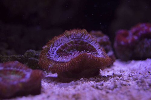 DSC_0058a.JPG