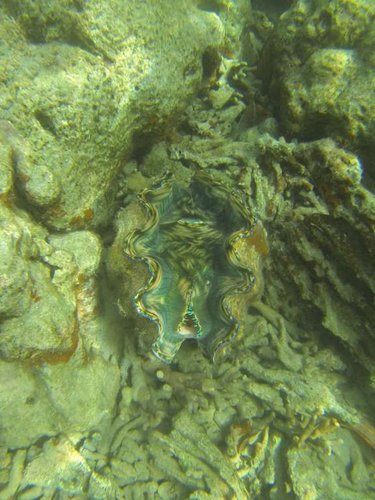 Snorkling Seapassion 036.jpg