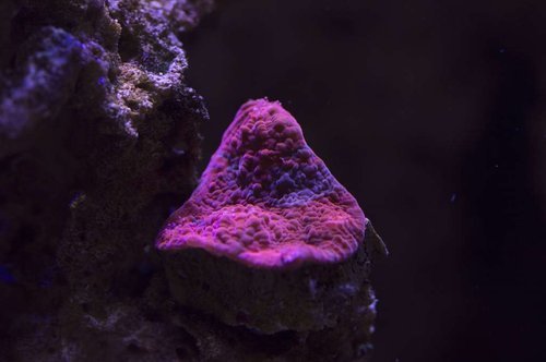 DSC_0063a.JPG