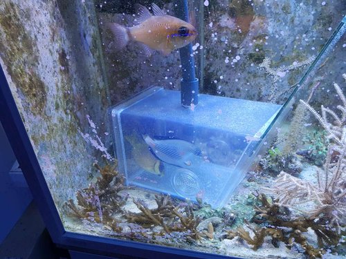 22.01.18 Så gik alle i fælden.jpg (123.31 KiB) Vist 9254 gange Alle de fisk der skal med over, gik i fælden for at æde sent om aftenen.
