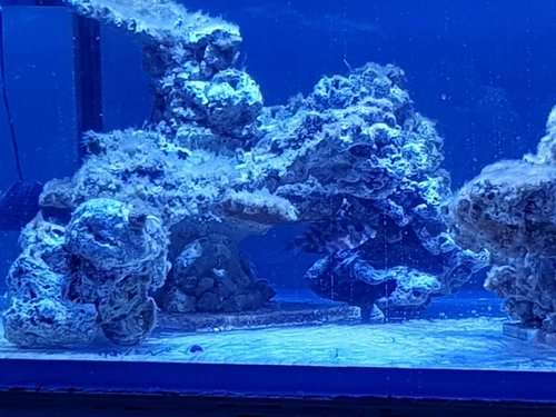 22.01.18 Coralinus lige sat i DT. Godt sur og med skræmmefarver..jpg (89.21 KiB) Vist 9250 gange Ind under overhænget og surmule.