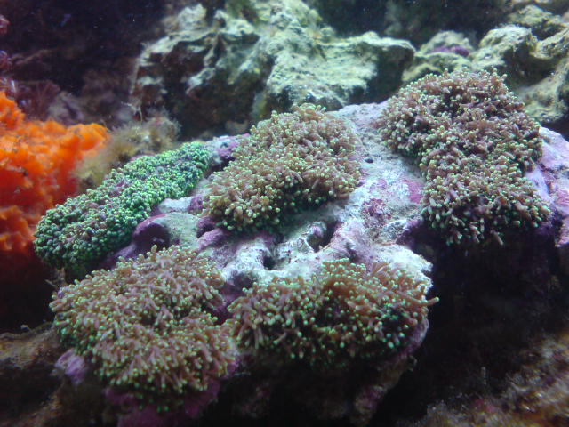 DSC00227.JPG