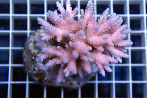 Millipora Superpink