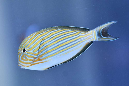 Acanthurus lineatus-1.jpg