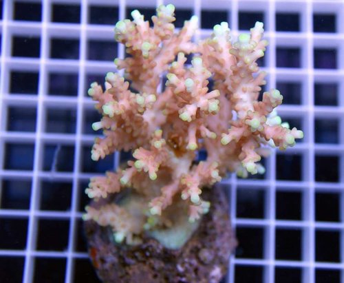 Acrapora Atistella.jpg