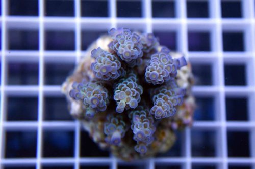 Acrapora Tenius.jpg