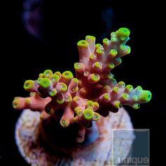 Acropora latistella "Bali shortcake"