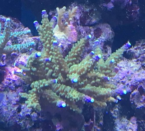 gultip acro2403.jpg