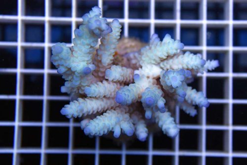 Tenius Ice-blue ny.jpg