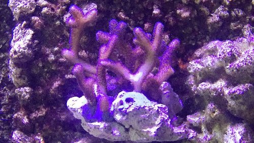 Stylophora før