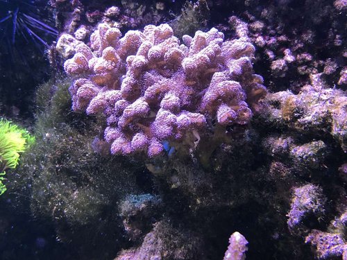 Stylophora nu
