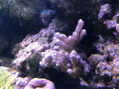 Montipora