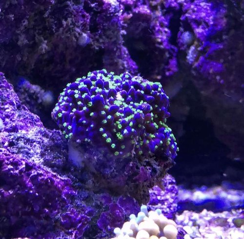 Acropora af en art