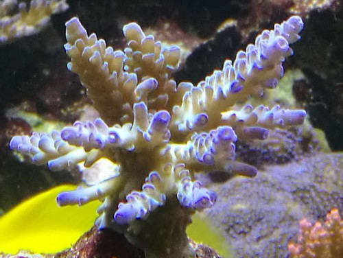 31-10-2018 iceblue.jpg