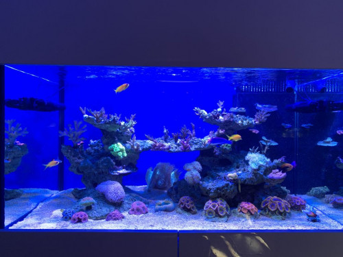 IMG_0336.jpg (115.7 KiB) Vist 2723 gange LED og 2 x 39 watt ATI BluePlus