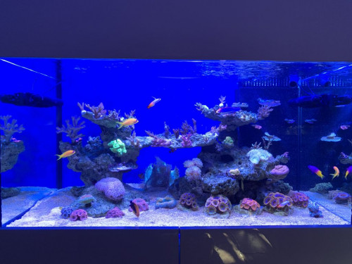 IMG_0337.jpg (117.25 KiB) Vist 2723 gange LED, 2 x 39 watt ATI BluePlus og 1 x 39 watt ATI CoralPlus