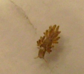 S7300757 - LILLE.JPG