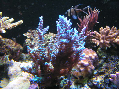 forum pic 72.jpg
