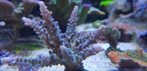 Acropora tortuosa. Købt som fragment fra Tyskland. Jeg har en del forskellige tortuosa, der er af staghorn typen. Jeg har ikke set dem som tabletops. De vokser ret godt, så jeg prøver at anbringe dem bagerst i revet.