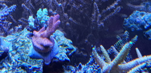 Fra 02.03.19 Aussie acropora. Fra Fauna Marin. De kalder den sikkert sådan fordi de ikke ved hvad det er for en. Den er vokset godt til og er flot rød. Fin koral.