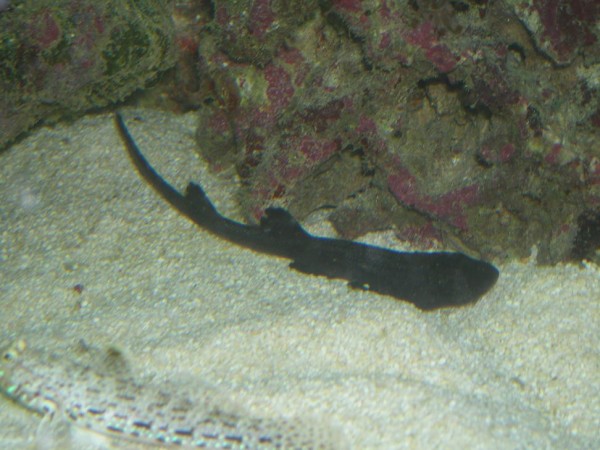 cat shark.JPG