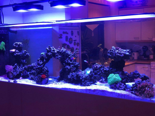 Full tank shot.jpg